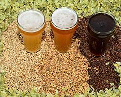 Ingredientes para fabricação de cerveja