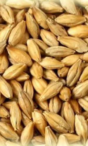 Comprar malte para cerveja artesanal Comprar malte para cerveja artesanal